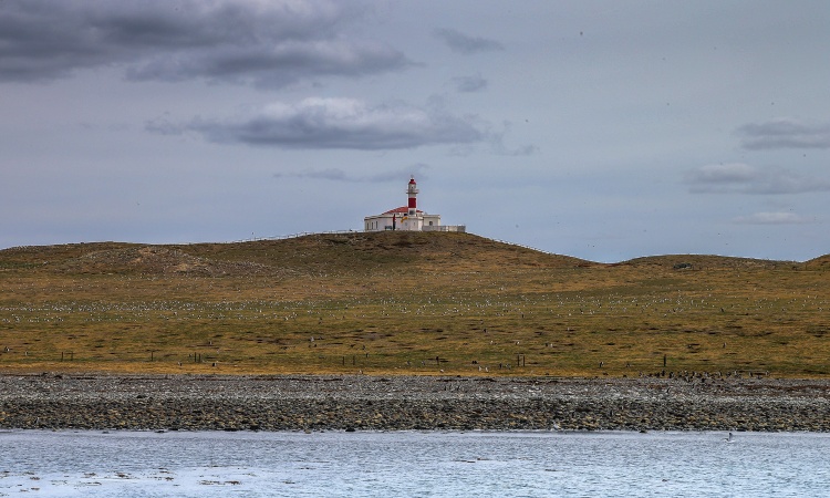 Punta Arenas: Penguin Colony Navigation Magdalena Island